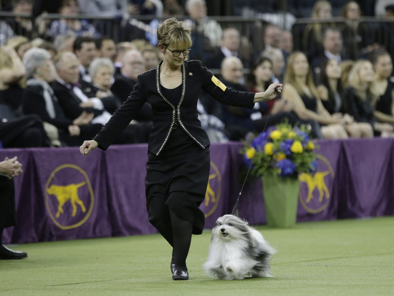 Westminster Dog Show